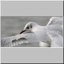 Larus ridibundus - Lachmoewe 06.jpg